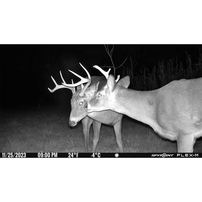 Spypoint FLEX-M Trail Camera