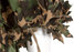 Invader Gear Base Leaf Ghillie - Partizan